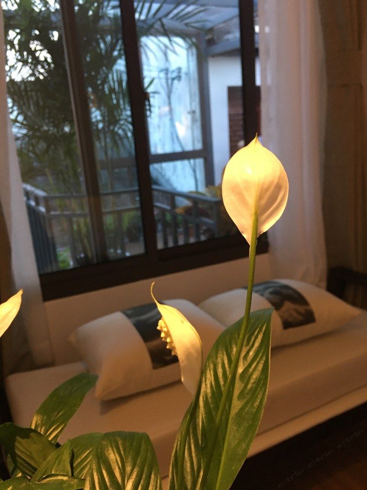 温馨东篱