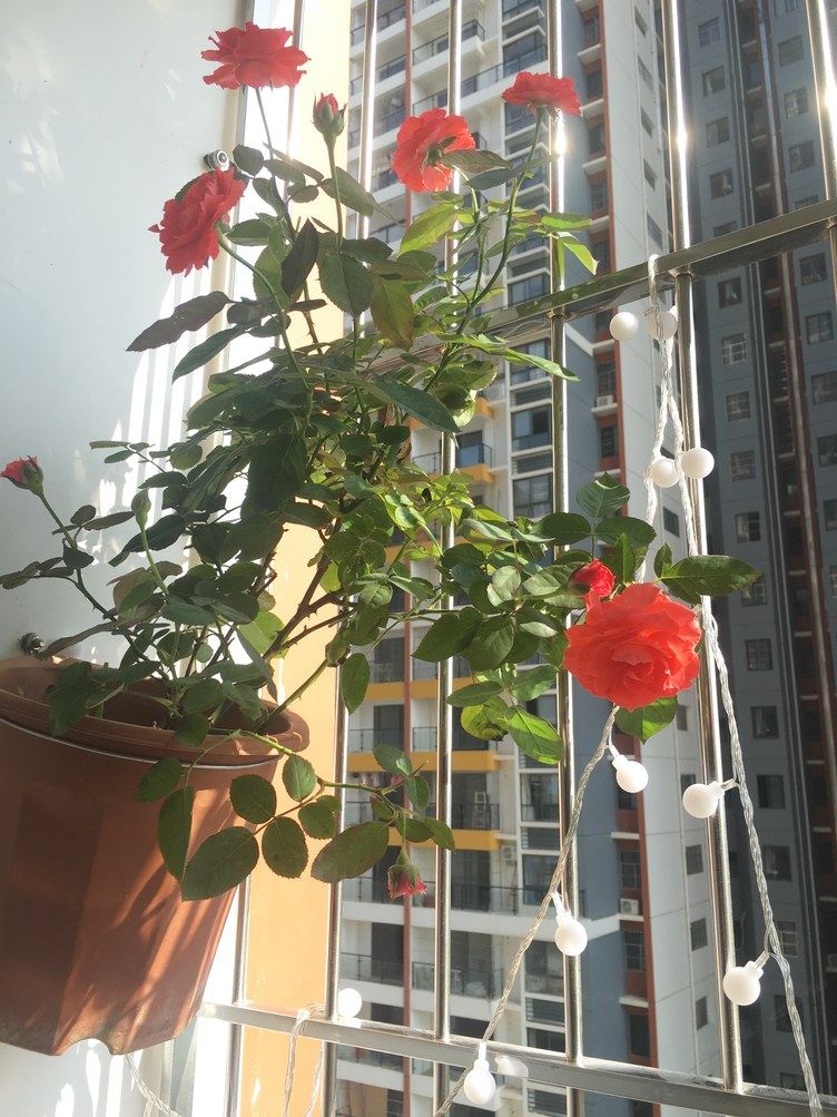 南宁兔毛的屋普通公寓