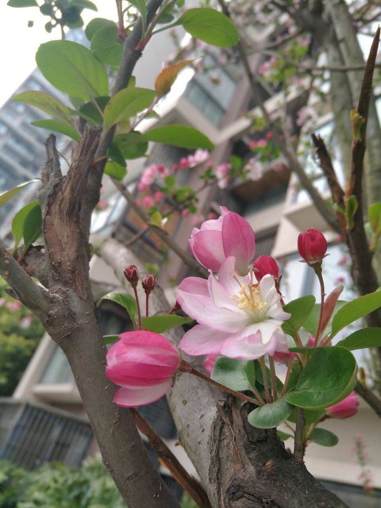 成都螃蟹憨憨短租普通公寓