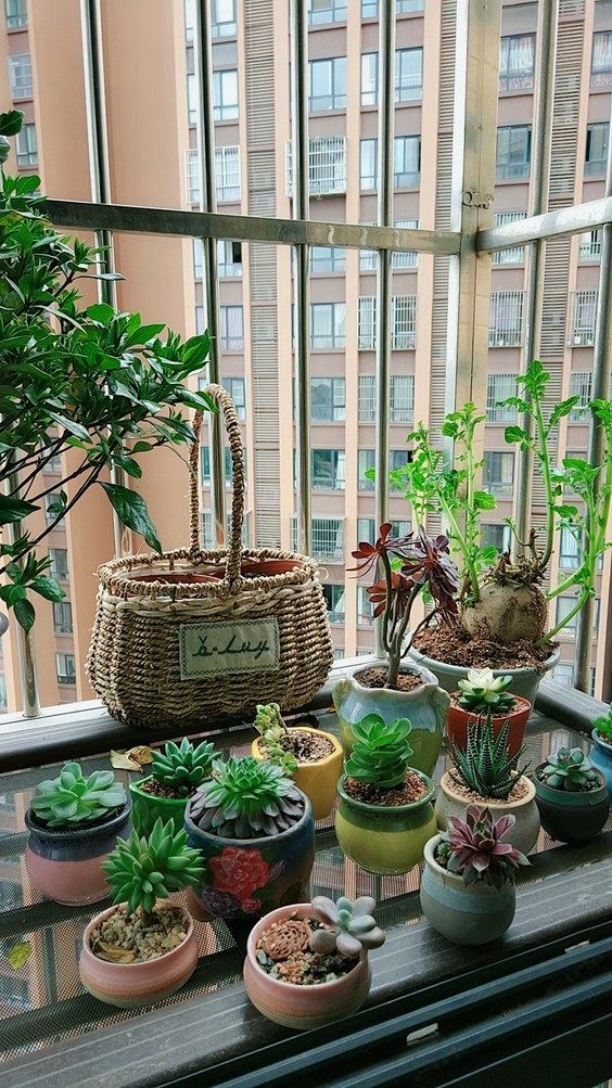 成都樱花公寓(樱花街分店)