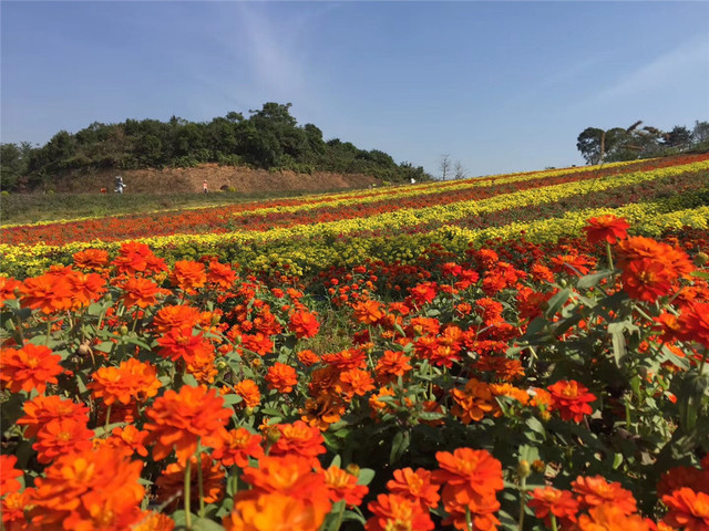 康桥后山花海