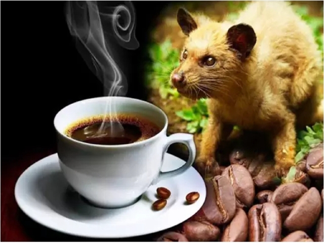急求梦见猫,探秘梦境中的神秘访客 急求梦见猫,探秘梦境中的神秘访客