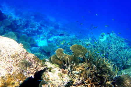 专导包团游,精选豪华岛,双子\/迪迦莉\/库拉玛提\/