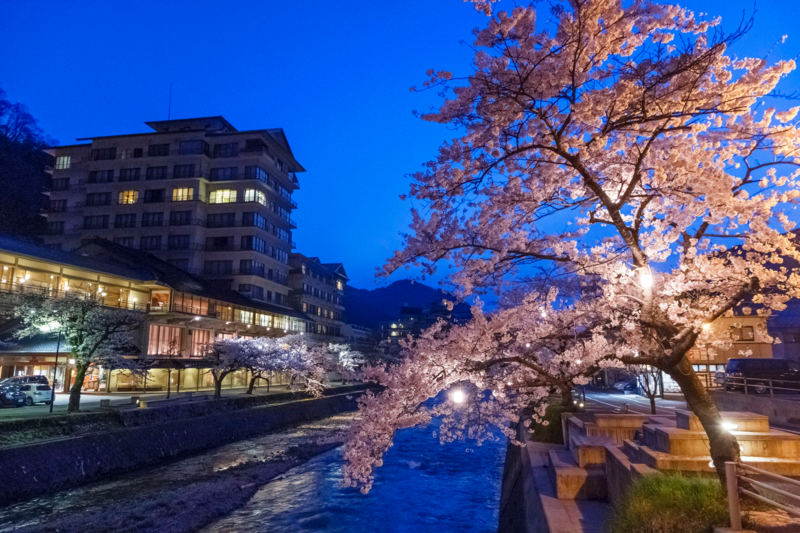 山形县内的樱花