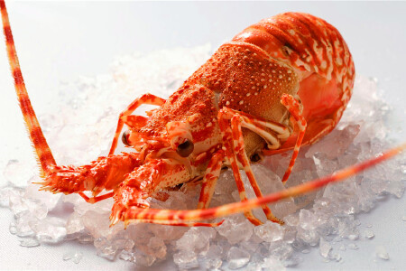 food_picture