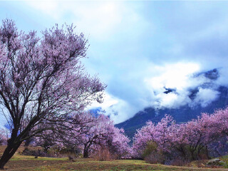 西藏林芝旅游10日游_西藏林芝旅游十日游多少錢(qián)_去西藏林芝7天游