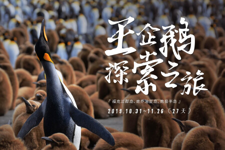 <大南极三岛王企鹅26天深度探索游>福克兰群岛南乔治亚岛南极半岛