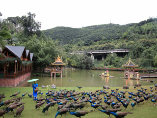 到西双版纳旅游参团_旅游网西双版纳_西双版纳旅游签证多少钱