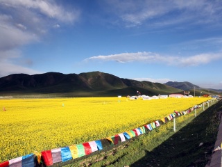 青海湖自由游價格多少_青海湖旅游團報價_組團去青海湖