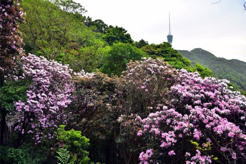 【首发】 #猎艳行动# 梧桐山,杜鹃花海