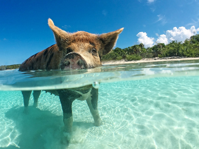 猪| 巴哈马猪岛