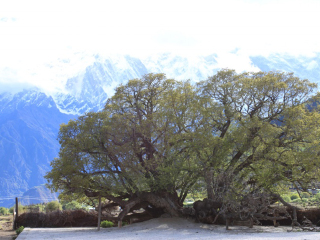 西藏游组团_深圳去西藏旅游费用_到西藏游跟团报价