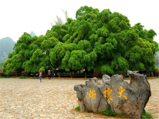 桂林陽(yáng)朔2人旅游需要多少錢(qián)_桂林陽(yáng)朔旅游組團(tuán)_桂林陽(yáng)朔旅游團(tuán)報(bào)價(jià)2021
