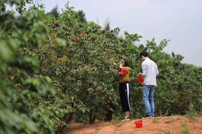 因为正好是摘樱桃的季节,且路途上会经过简阳张家沟樱桃风景区,我们