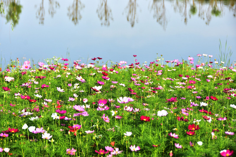 格桑花