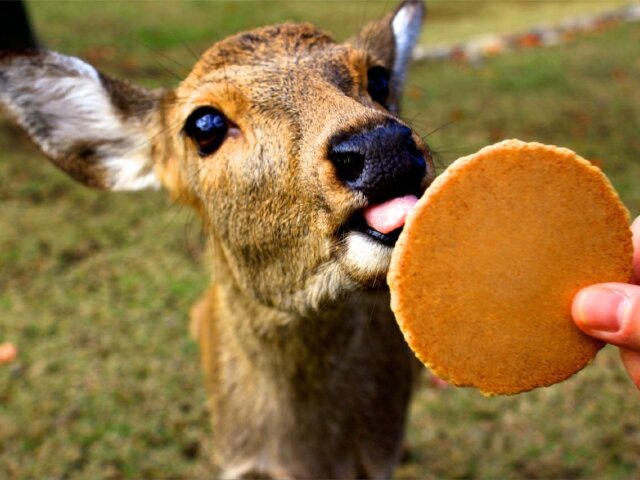 <日本大阪-京都-奈良-富士山-镰仓-东京7日游