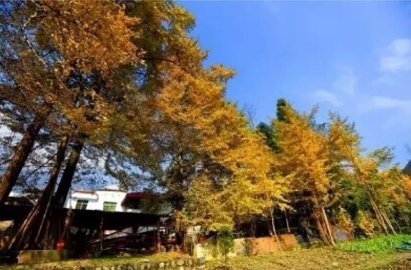银杏沟 在绵竹的苍莽大山中,藏着