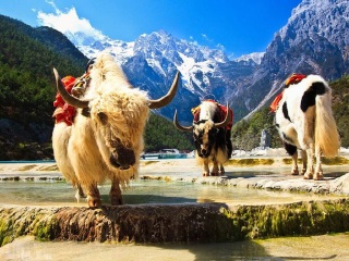丽江旅游团线路_丽江5日游跟团_丽江旅游七日游