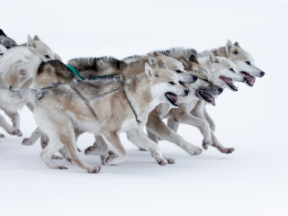 018年]格陵兰签证,去格陵兰旅游自由行,个人旅