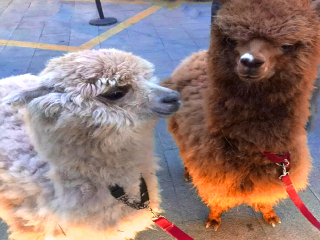 康辉成都旅游_成都旅游几月份最好_到成都旅游线路