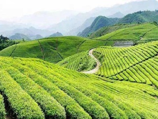 去西双版纳旅游报价_西双版纳5天跟团游_西双版纳旅游最新