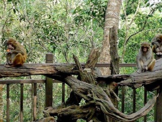 去西双版纳旅游报价_西双版纳5天跟团游_西双版纳旅游最新