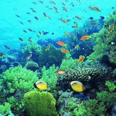 活动模块 