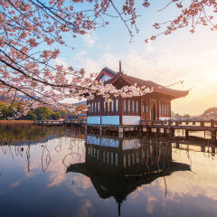 Hangzhou,West lake,Breeze-ruffled Lotus at Quyuan Garden