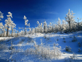 亞布力雪鄉(xiāng)旅游價(jià)格_亞布力雪鄉(xiāng)旅游要多少錢跟團(tuán)_到亞布力雪鄉(xiāng)旅游多少錢