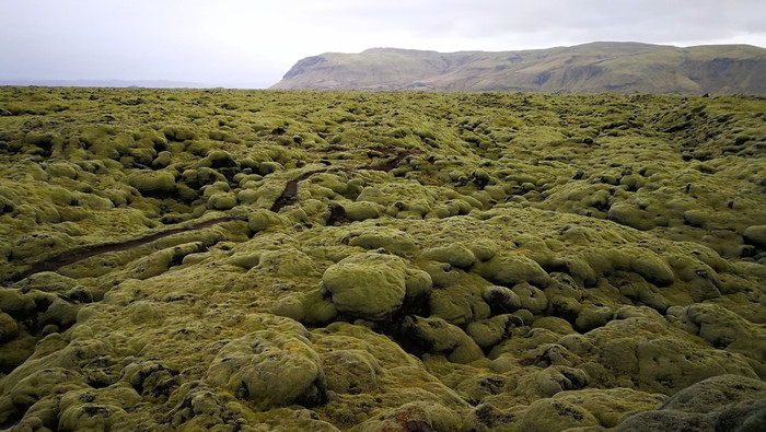 作为典型的寒带生态系统,苔原分布于欧亚大陆和北美大陆的北部边缘