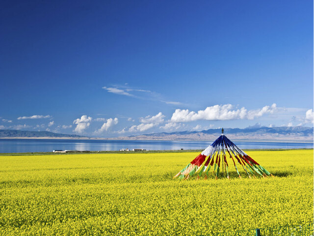 青海湖南岸油菜花