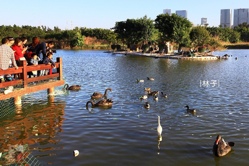 五缘湾湿地公园