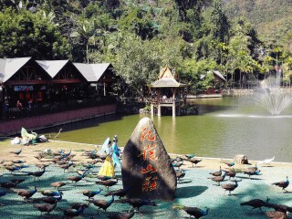 西双版纳旅游热门_西双版纳游跟团多少钱_西双版纳旅游几月份最合适