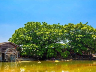 廈門鼓浪嶼高端品質(zhì)旅游團(tuán)_去廈門鼓浪嶼靠譜的旅行團(tuán)_廈門鼓浪嶼自由行費(fèi)用