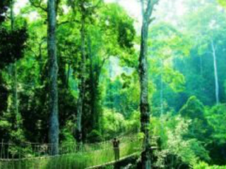 西双版纳六日旅游报价_西双版纳九日游多少钱_西双版纳十一天游