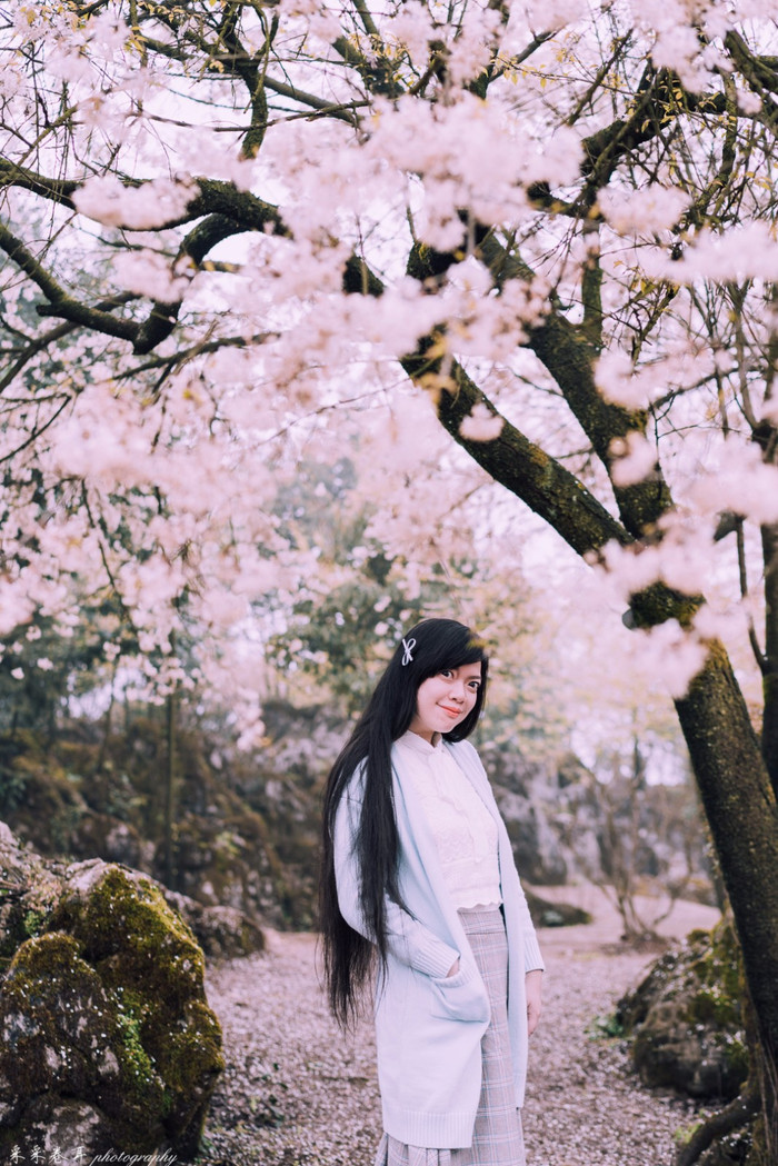 【途牛首发】山城重庆春之秘境 大盛樱花-南山植物园-彩云湖