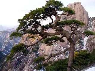黃山旅游跟團(tuán)需多少錢_黃山游花多少錢_到黃山旅游多少錢