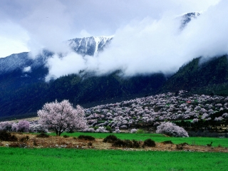 西藏林芝旅游一次多少錢_西藏林芝組團(tuán)旅游_2021去西藏林芝旅游團(tuán)報(bào)價(jià)