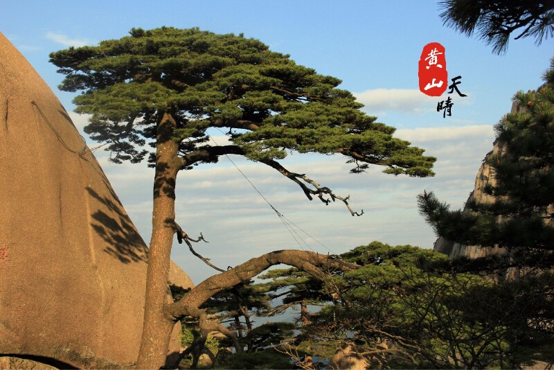 一颗长相奇特的松树
