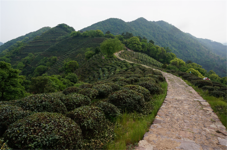 琅珰岭又称十里琅珰,位于杭州西湖以西的群山中,有"杭州最美的登山