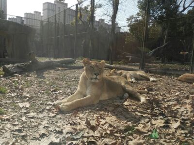 比较大的动物园 Cii-s1pC8EaIWyBRAAMI0C4RhvUAABXlwIzJCoAAwjo288_w400_h300_c1_t0.jpg