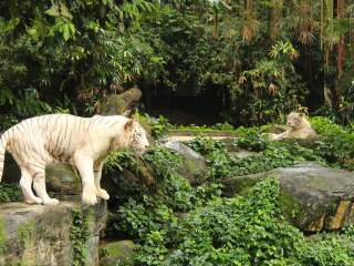 去馬來(lái)西亞新加坡旅游要多少錢(qián)_馬來(lái)西亞新加坡旅游花費(fèi)一般多少_馬來(lái)西亞新加坡九月旅游