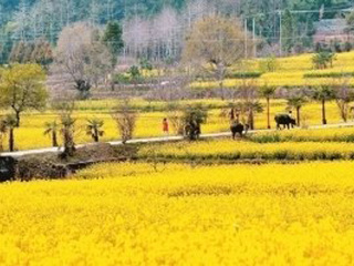 腾冲旅行跟团_腾冲纯玩旅游团_腾冲跟团游旅游