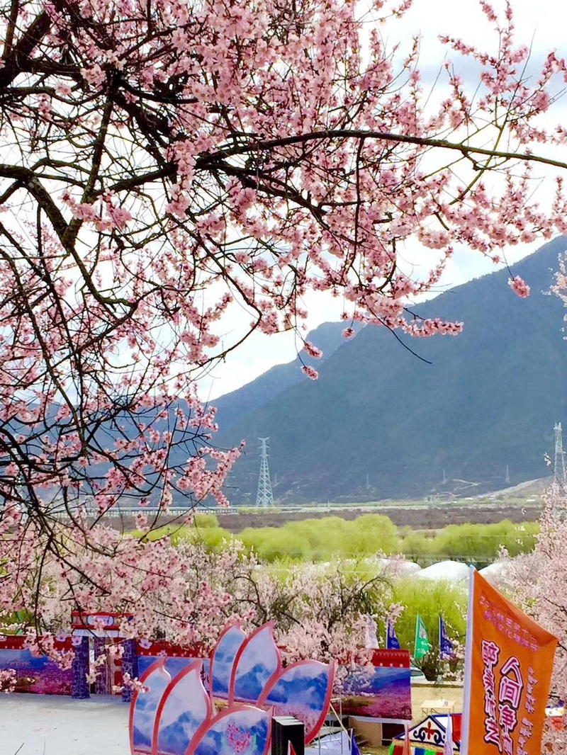 3月18相约金川梨花,林芝桃花节