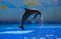 参观神秘园与海豚馆