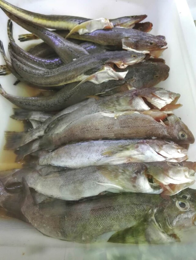 石鲢,黑猫,拐子鱼,都是当地常见的野生海鱼