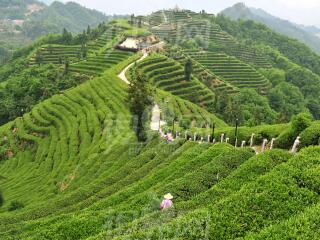 西双版纳游包团_去西双版纳的旅行_西双版纳5日跟团旅游