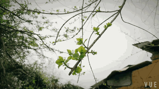 去处 ▲ 一桌一椅一电脑 坐在庭院中处理手头工作上的事情 摇曳的树枝