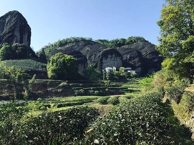 六棵母树大红袍 生长在武夷山天心岩九龙窠