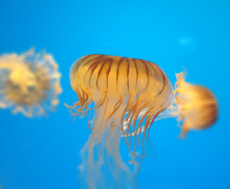 【武汉海昌极地海洋公园门票价格】2018武汉